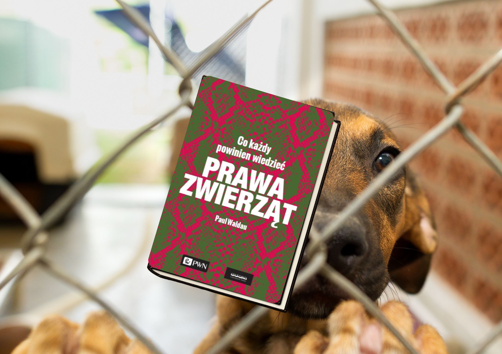 Na zdjęciu widać psa stojącego za metalową siatką (jak w schronisku lub kojcu). Zwierzę patrzy w obiektyw, opierając łapy o ogrodzenie – kadr mocno podkreśla poczucie zamknięcia i bezradności. Na pierwszym planie, centralnie, umieszczona jest okładka książki „Co każdy powinien wiedzieć. Prawa zwierząt” autorstwa Paula Waldaua (wyd. PWN), wyraźnie nałożona na zdjęcie. Zestawienie obrazu psa za kratą z tytułem książki działa bardzo symbolicznie i emocjonalnie – jednoznacznie kieruje uwagę na temat ochrony zwierząt, ich dobrostanu i odpowiedzialności człowieka. Całość sprawia wrażenie grafiki promocyjnej lub edukacyjnej, np. plakatu do biblioteki, szkoły albo kampanii społecznej zachęcającej do refleksji nad prawami zwierząt.