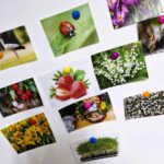 Na zdjęciu widać tablicę, na której przypięto kolorowe ilustracje związane z przyrodą i wiosną.

Obrazki są przymocowane za pomocą różnokolorowych magnesów i przedstawiają różnorodne motywy: zwierzęta (np. bocian, ptaki, biedronka), rośliny i kwiaty (krokusy, konwalie, żonkile), a także owoce (truskawki, rzodkiewki) oraz elementy związane z tradycją wielkanocną (koszyczek z pisankami). W dolnej części widoczna jest także rzeżucha.

Kompozycja jest swobodna – ilustracje rozmieszczone są w różnych miejscach tablicy, co sugeruje pracę w toku, np. dopasowywanie, klasyfikowanie lub omawianie elementów charakterystycznych dla wiosny.

Całość wskazuje na aktywność edukacyjną, podczas której dzieci uczą się rozpoznawania oznak wiosny, rozwijają umiejętność obserwacji oraz kojarzenia faktów związanych z przyrodą i tradycją.